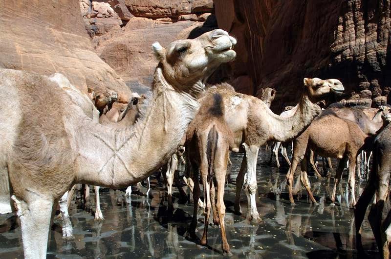 The Guelta d'Archei is probably the most famous guelta in the Sahara. It is located in the Ennedi Plateau, in north-eastern Chad, south-east of the town of Fada. The Guelta d'Archei is inhabited by several kinds of animals, most notably the Nile crocodile