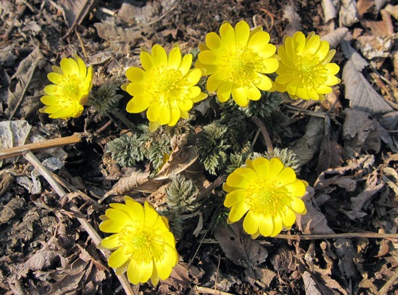 Spring yellow flowers