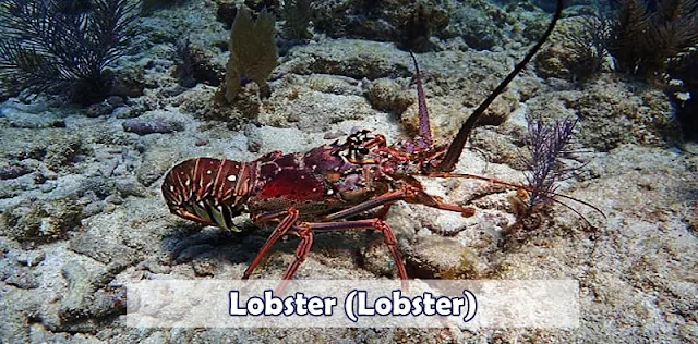 6 Perbedaan Antara Udang dan Lobster Laut