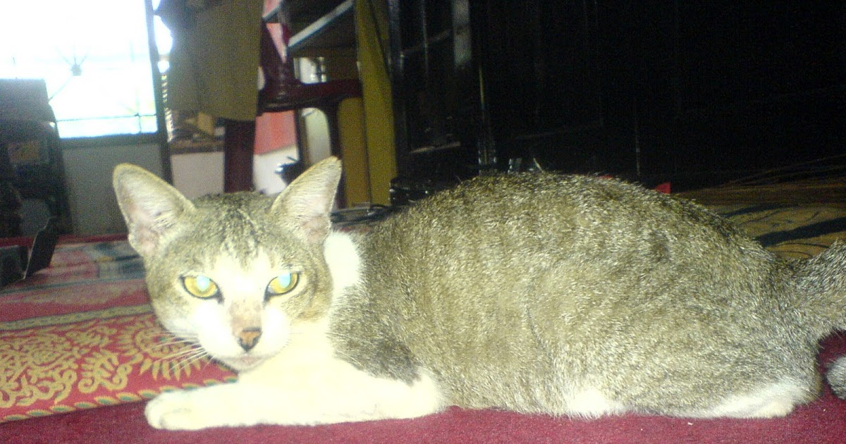 RAINARUME ARUM PERTIWI Kucing Imut Binatang  Peliharaan  