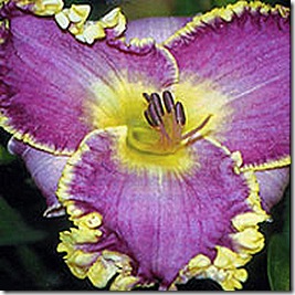 Lily_clothedinglorydaylily_LG