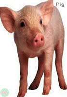 pig