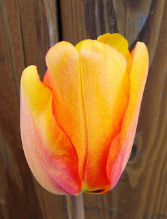 tulipa blushing apeldorn