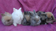 image of bunnies in the line