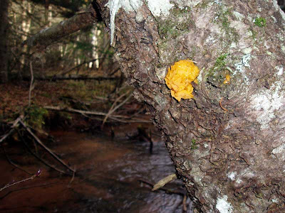  A weird looking fungus was stuck to this tree trunk.