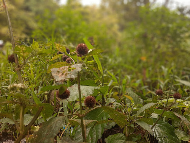 Melihat Keindahan Rumput Liar Yang Hijau Alami