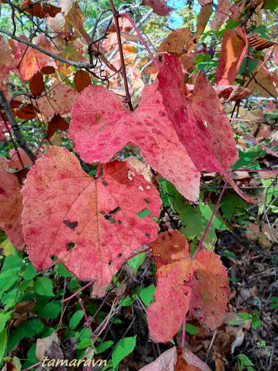 Виноград амурский (Vitis amurensis)