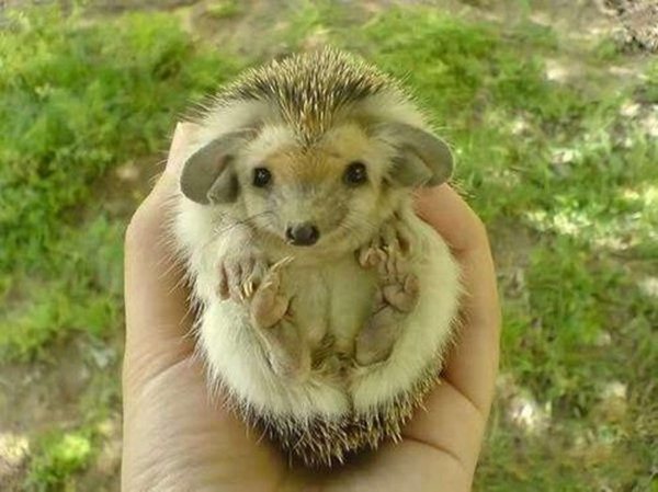 funny animal pics, animal photos, hedgehog with big ears