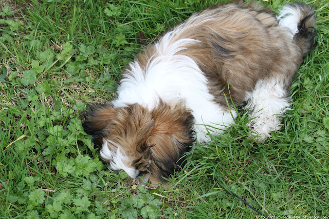 Shih Tzu Olaf