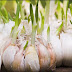 If you have sprouted garlic, do not throw it! To explain and why ...