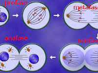 Pengertian Mitosis dan Tahap-tahap Mitosis