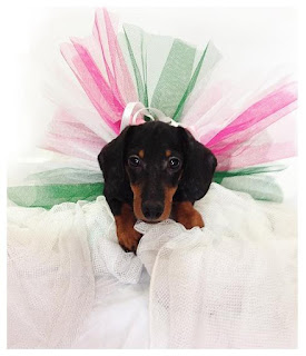 Pictures of dogs and puppies of dachshund
