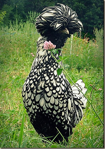 soup Polish Chiken