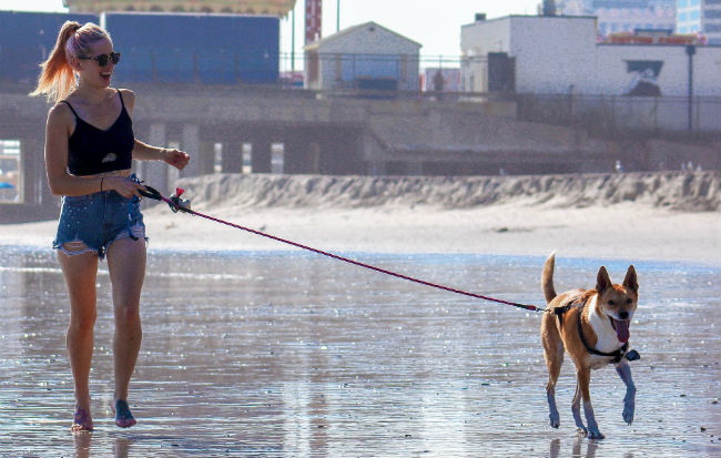 Ragazza che porta il cane a passeggio sulla spiaggia