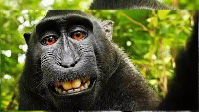  BeritaUnik : Kamera Dipakai Monyet Selfie, Fotografer Rugi Rp 695 Miliar