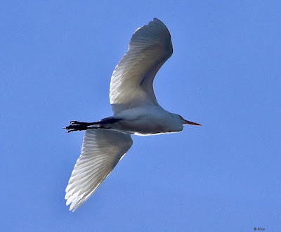 Great Egret - winter visitor