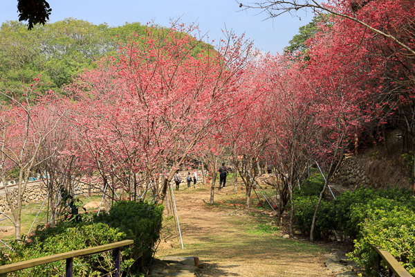 櫻花鳥森林上千棵櫻花結合蜀葵花、小火車、露營、美食、鸚鵡放飛秀