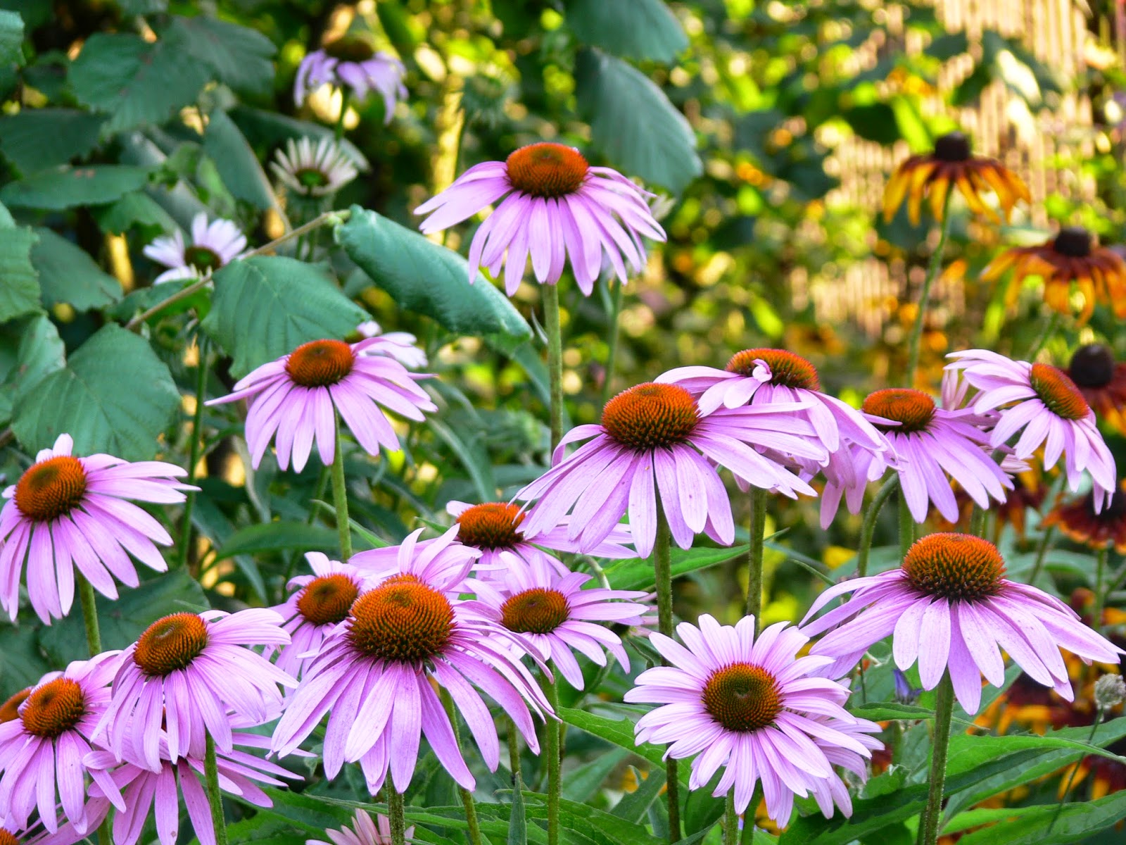  ECHINACEA  ANGUSTIFOLIA – எச்னாஸியா அங்குஸ்டிபோலியா