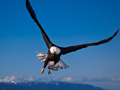 foto de águila 