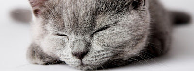 Facebook Cover Of Sleepy Cute Cat.