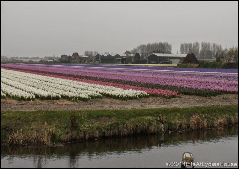 holland flower fields 3