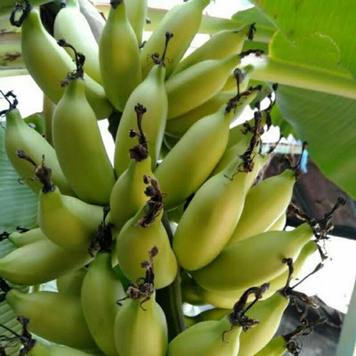 bibit pohon pisang ulin genjah sangat murah Jakarta Barat