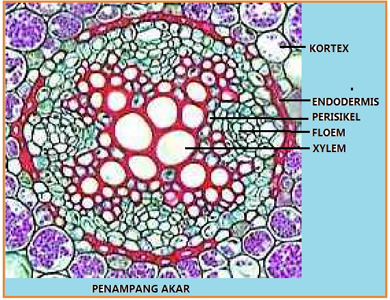 Sains Itu science