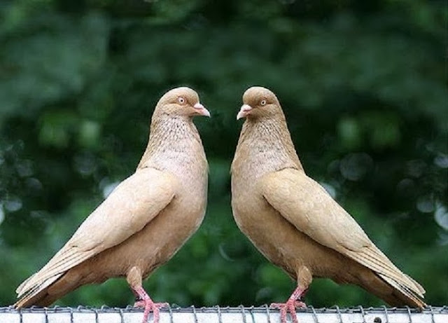 Sweet & Beautiful Love Pigeons HD Wallpaper Free