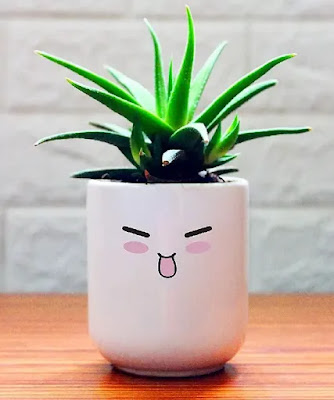 Haworthia Fasciata Succulent Plant in White Ceramic Pot | Best Succulent Plants Online in India | Best Desk Plants for Office