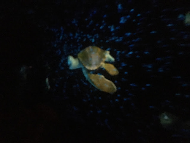 Crush The Turtle EAC Scene The Seas With Nemo and Friends Epcot Walt Disney World