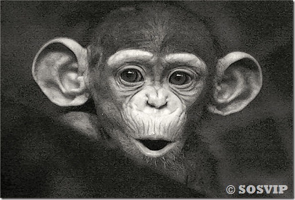 Animais engraçados curiosos legais (1)
