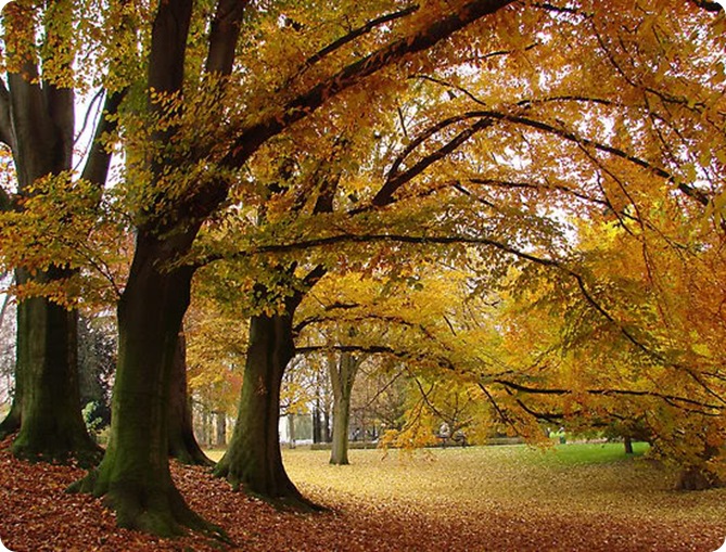 340313-7-fall-trees