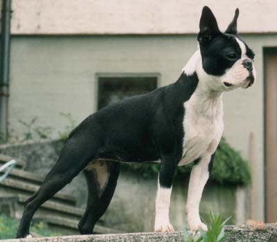 Boston Terrier