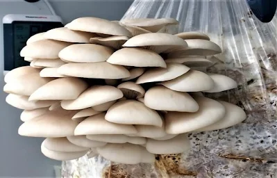 Oyster mushroom farming in India