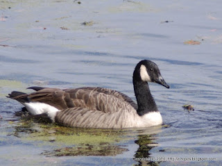 Canada Geese