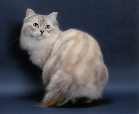 american bobtail longhair cat pictures kittens