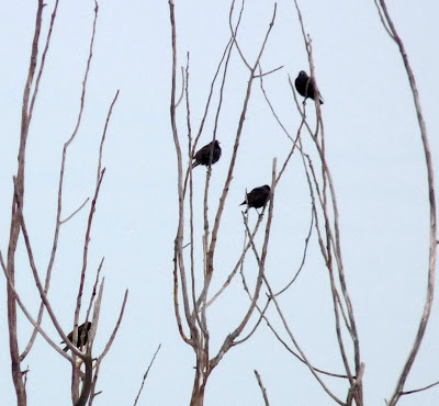 starlings