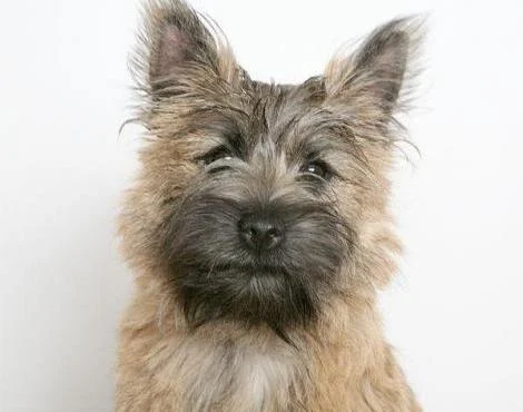 Cairn Terrier Köpek Özellikleri