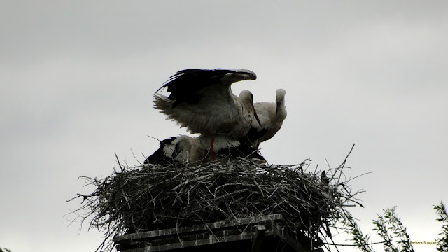 Ooievaars in een ooievaars nest