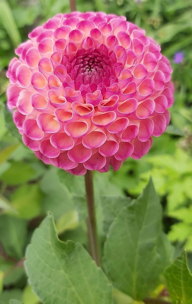 Zomer in mijn tuintjes