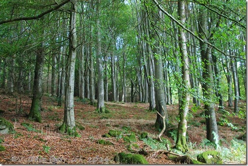 1-Beech-Woods