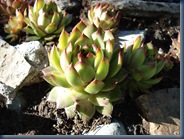 DSC00064