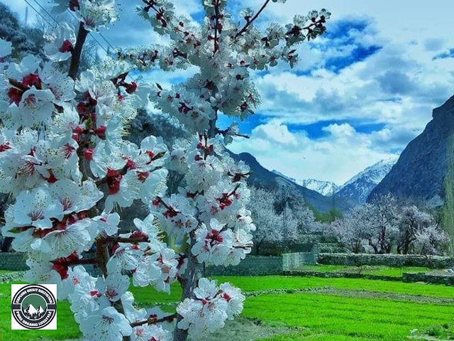 cherry  blossom season in Gilgit Baltistan