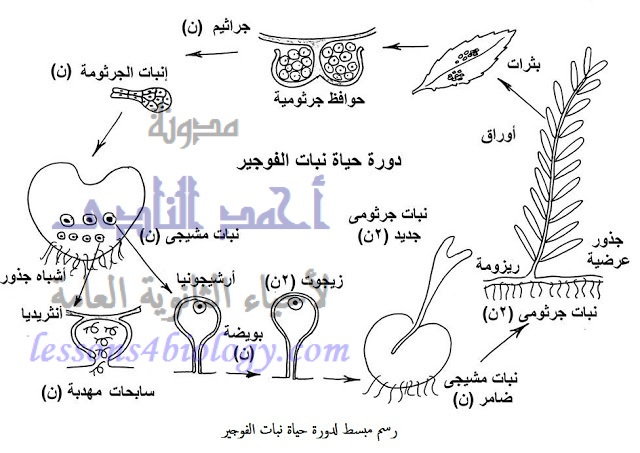 دورة حياة الفوجير - ظاهرة تعاقب الأجيال