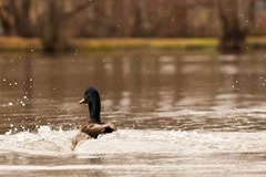 IMG_3431-1