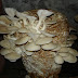 Mushroom training in Dehradun | Mushroom framing training in Uttarakhand | Mushroom training in India | Mushroom webinar in Dehradun