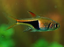 Freshwater Aquascape Fish Rasbora Photo