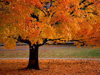 Autumn Desktop Backgrounds7