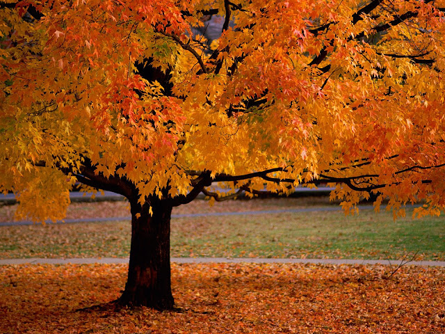 Autumn Desktop Backgrounds7