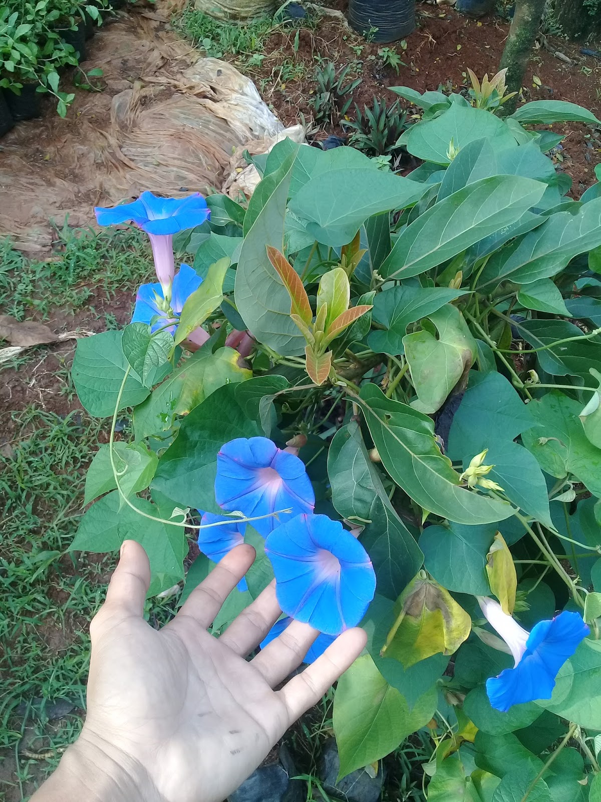 Jual Tanaman Rambat Morning Glory Tanaman Rambat Kanopi TUKANG